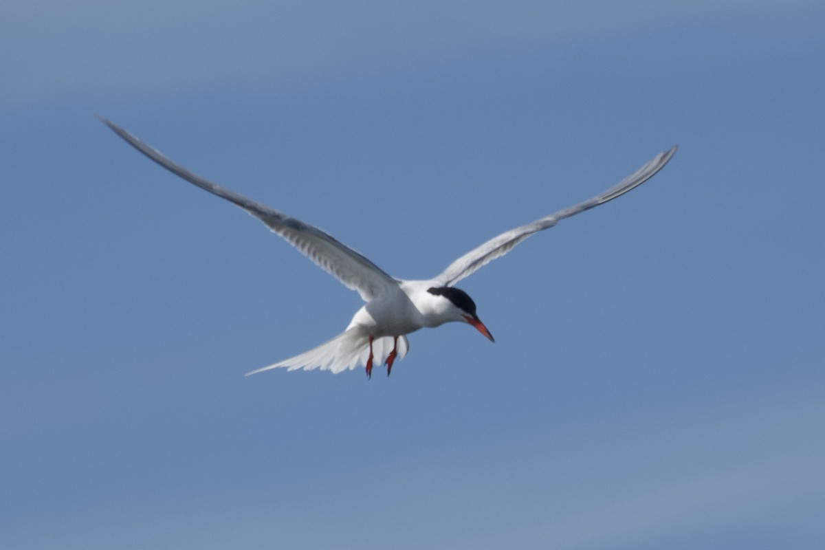 Common Tern - ML620465290