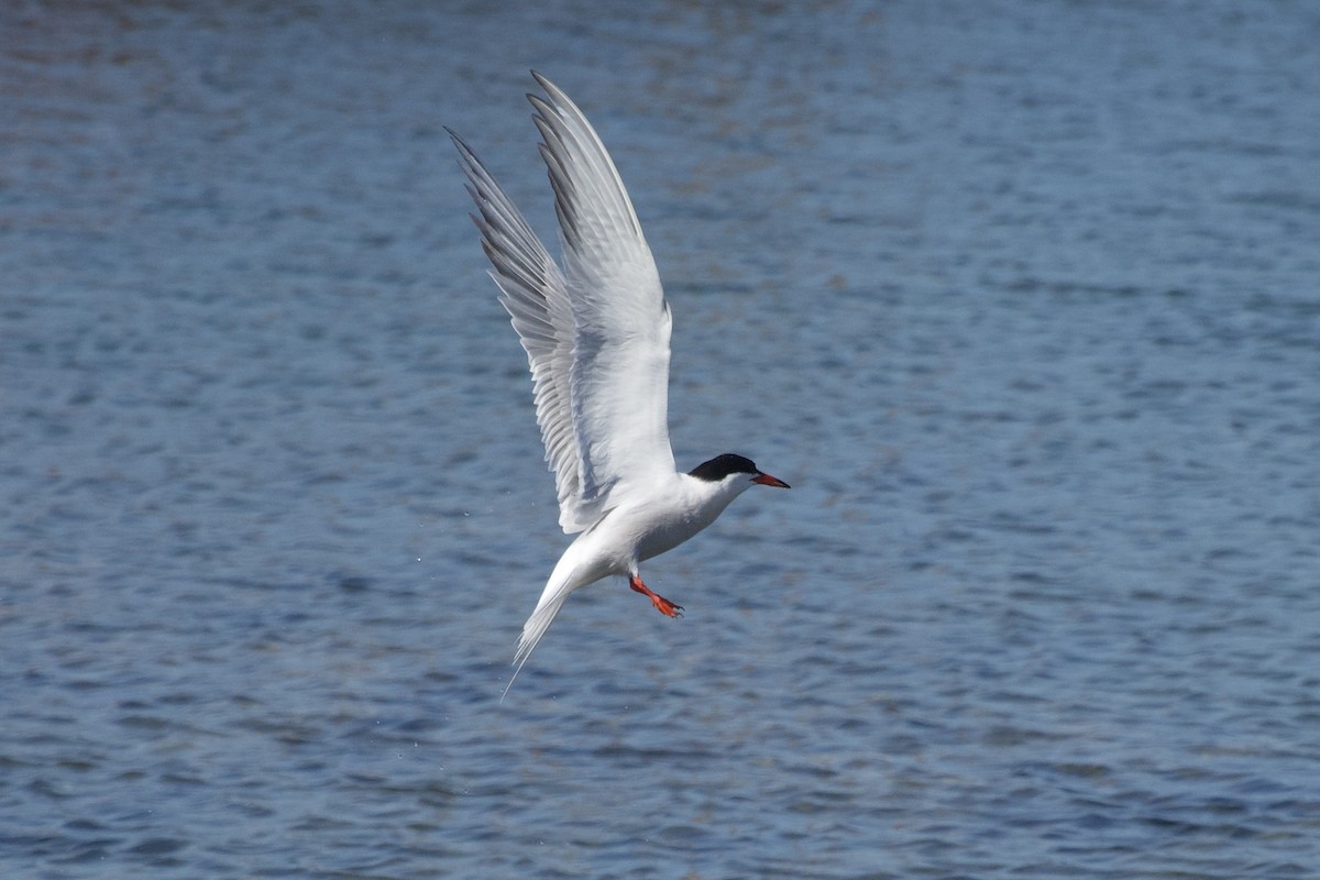 Common Tern - ML620465291