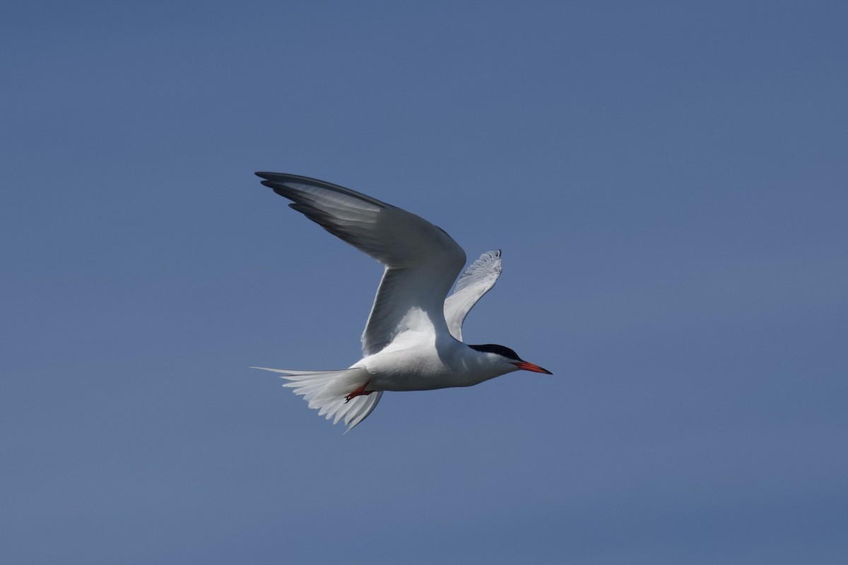 Common Tern - ML620465292