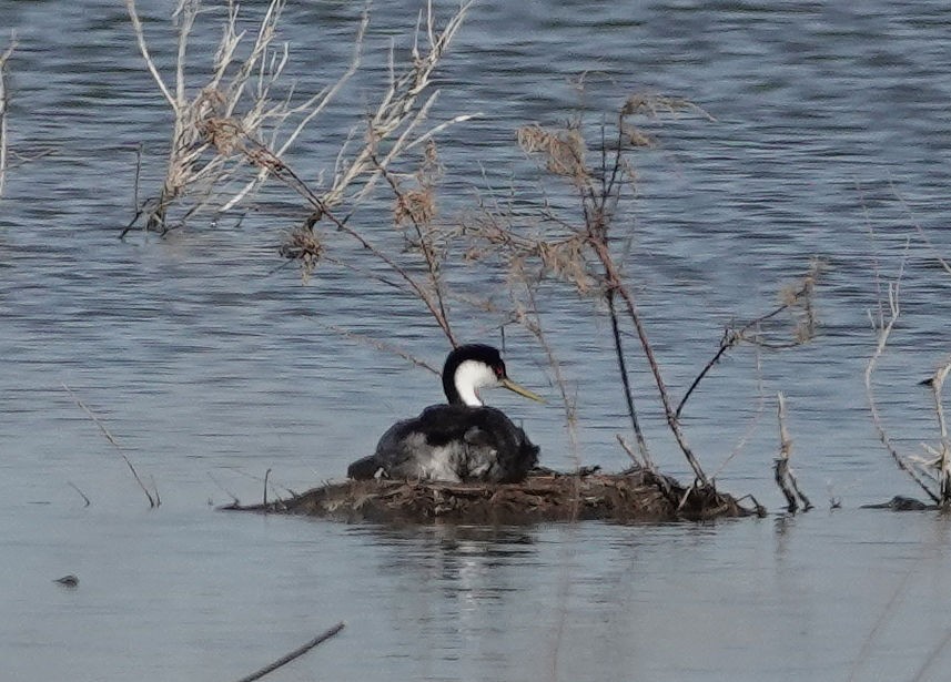 Western Grebe - ML620465295