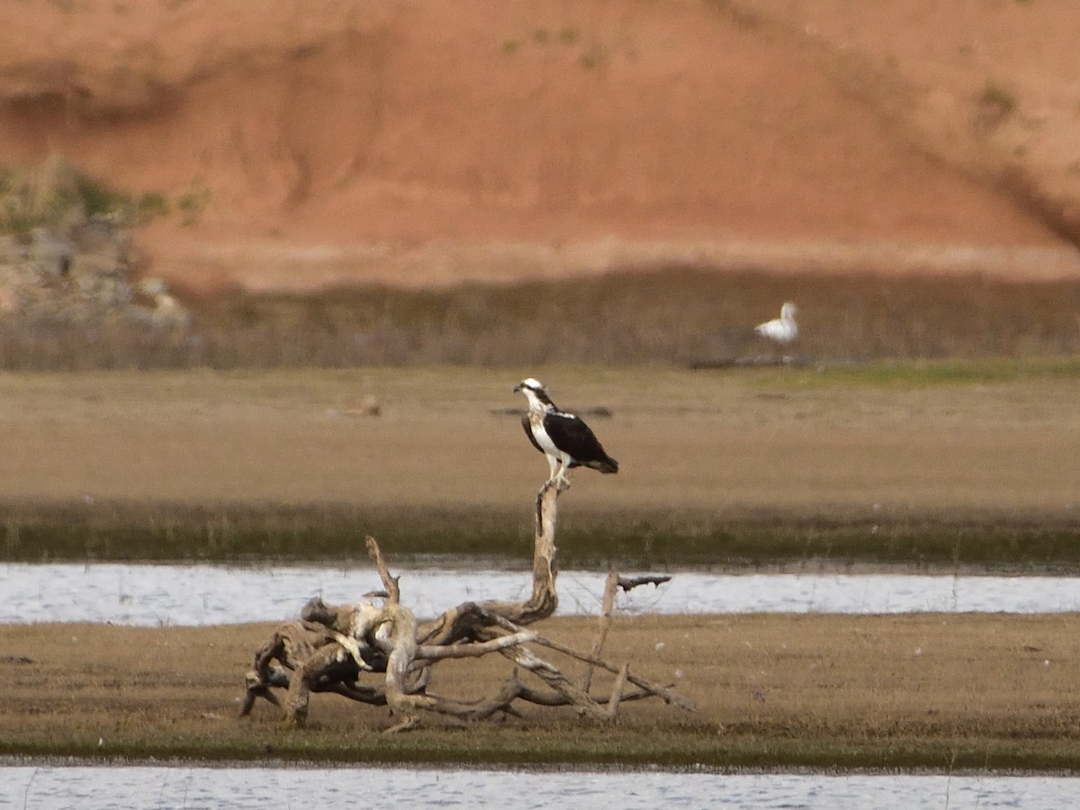 Águila Pescadora - ML620465299