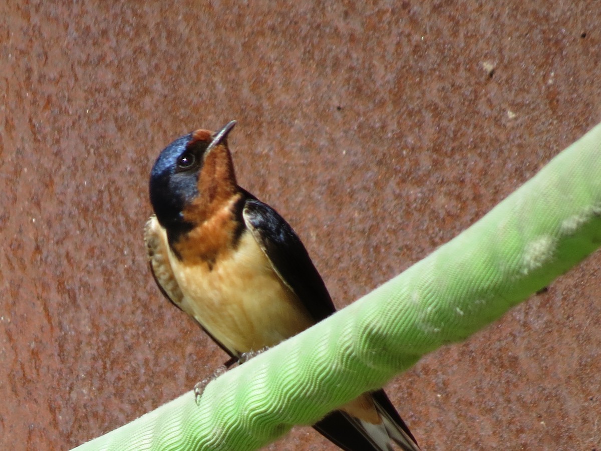 Barn Swallow - ML620465311