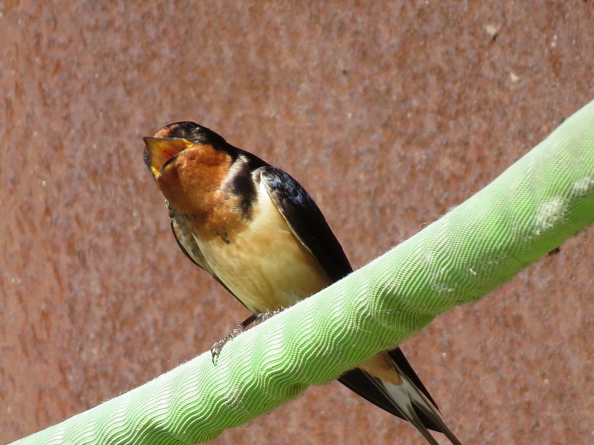 Barn Swallow - shelley seidman