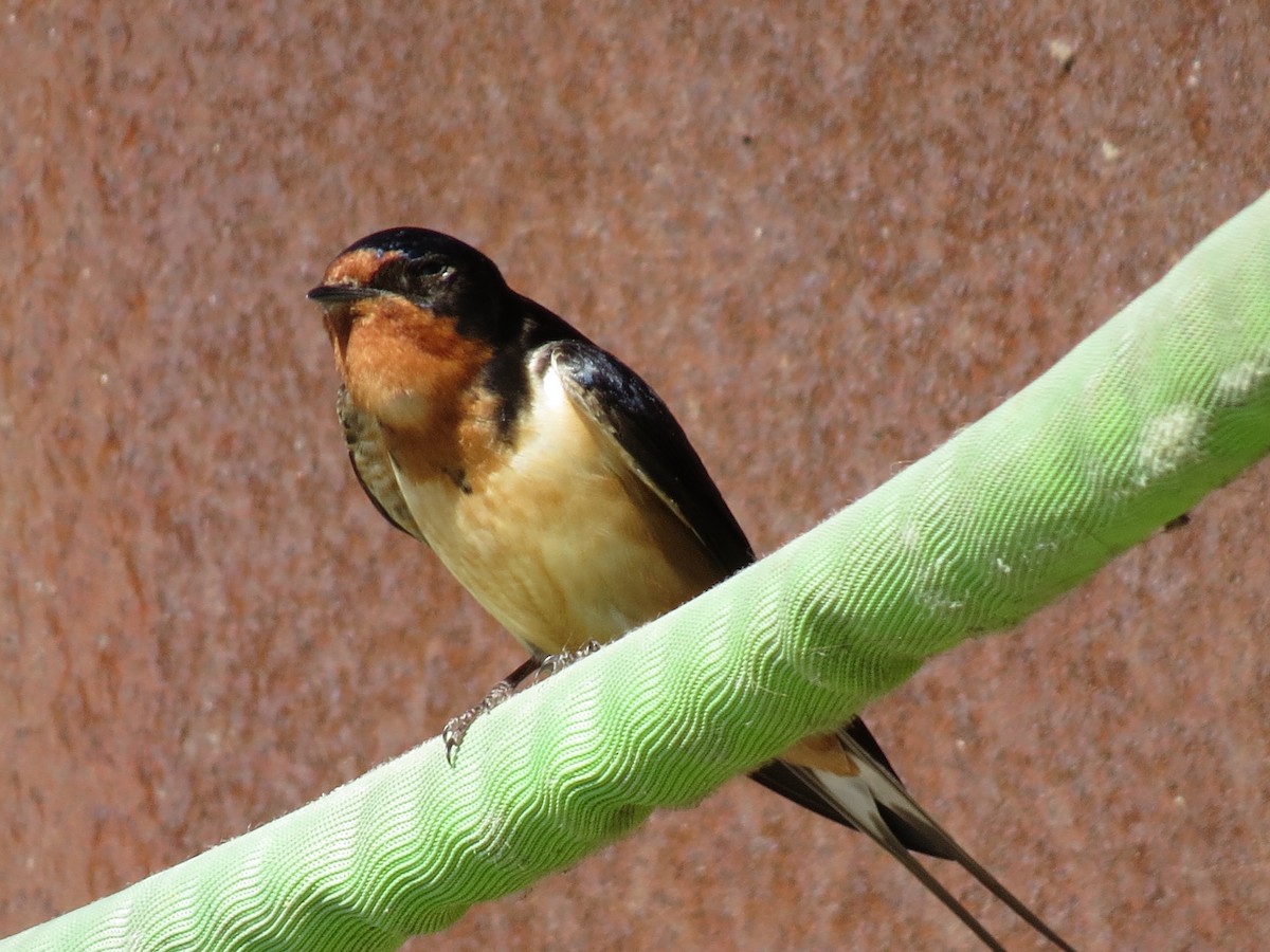 Barn Swallow - ML620465313