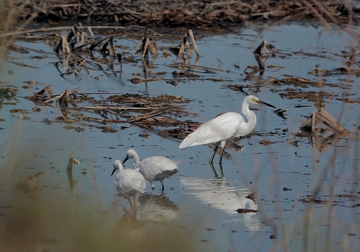 Snowy Egret - ML620465317