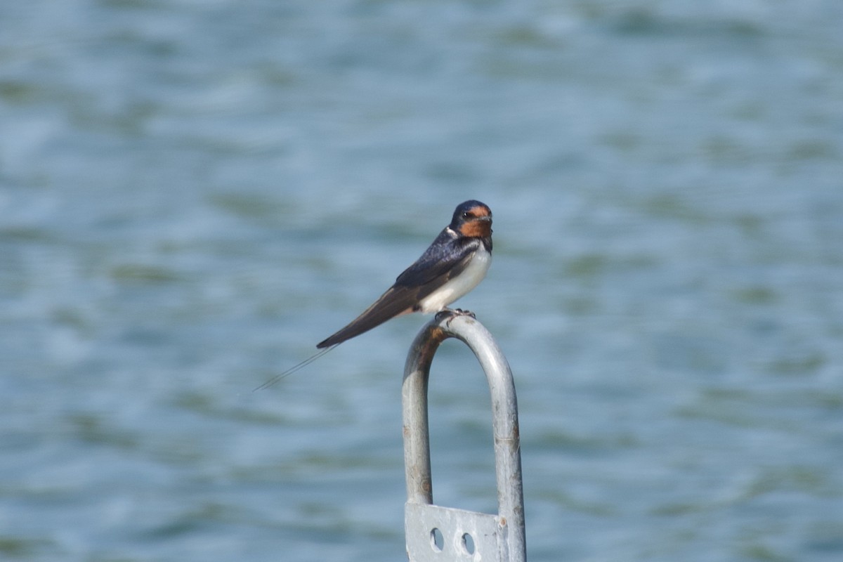 Barn Swallow (White-bellied) - ML620465321