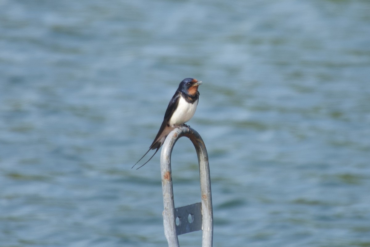 Barn Swallow (White-bellied) - ML620465322