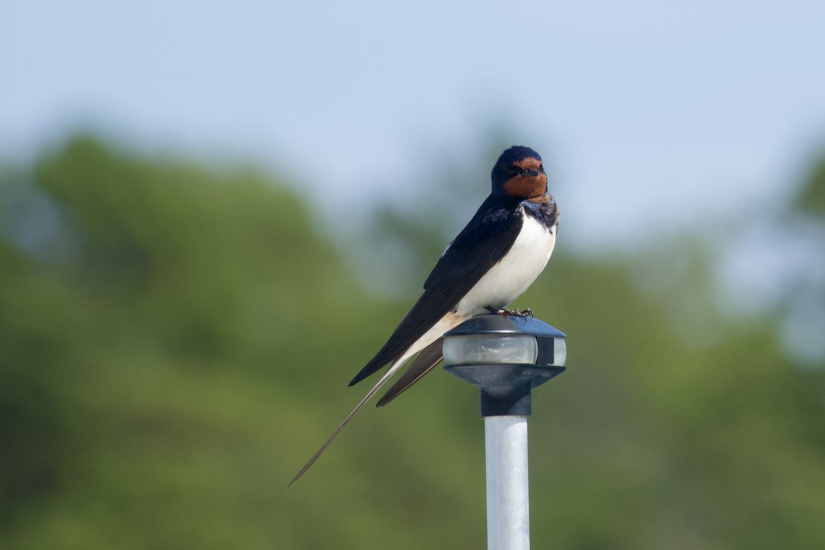 Barn Swallow (White-bellied) - ML620465323