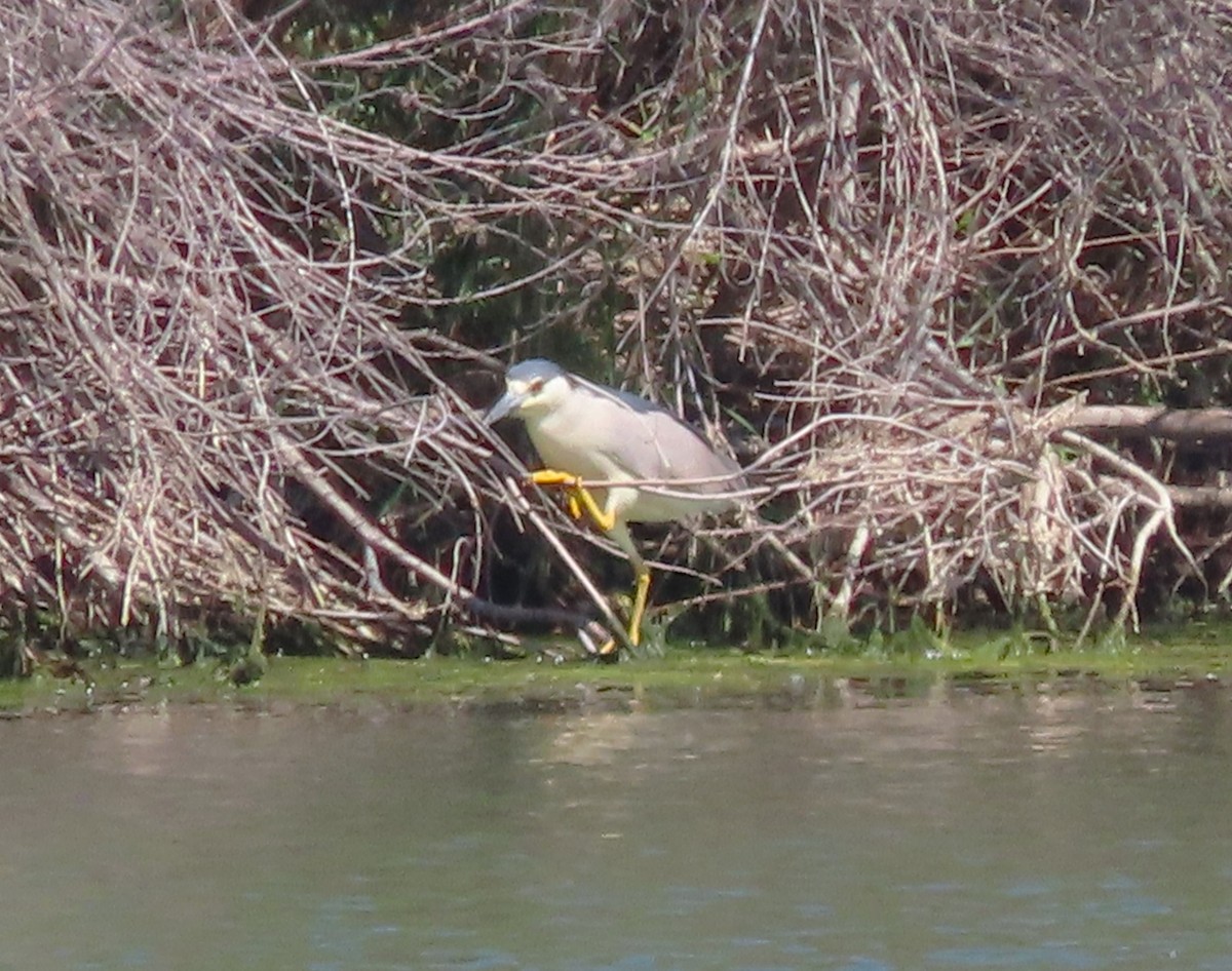 Black-crowned Night Heron - David Smith