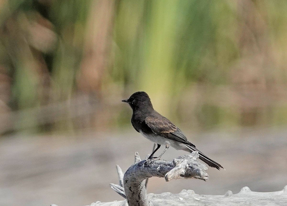 Black Phoebe - ML620465327