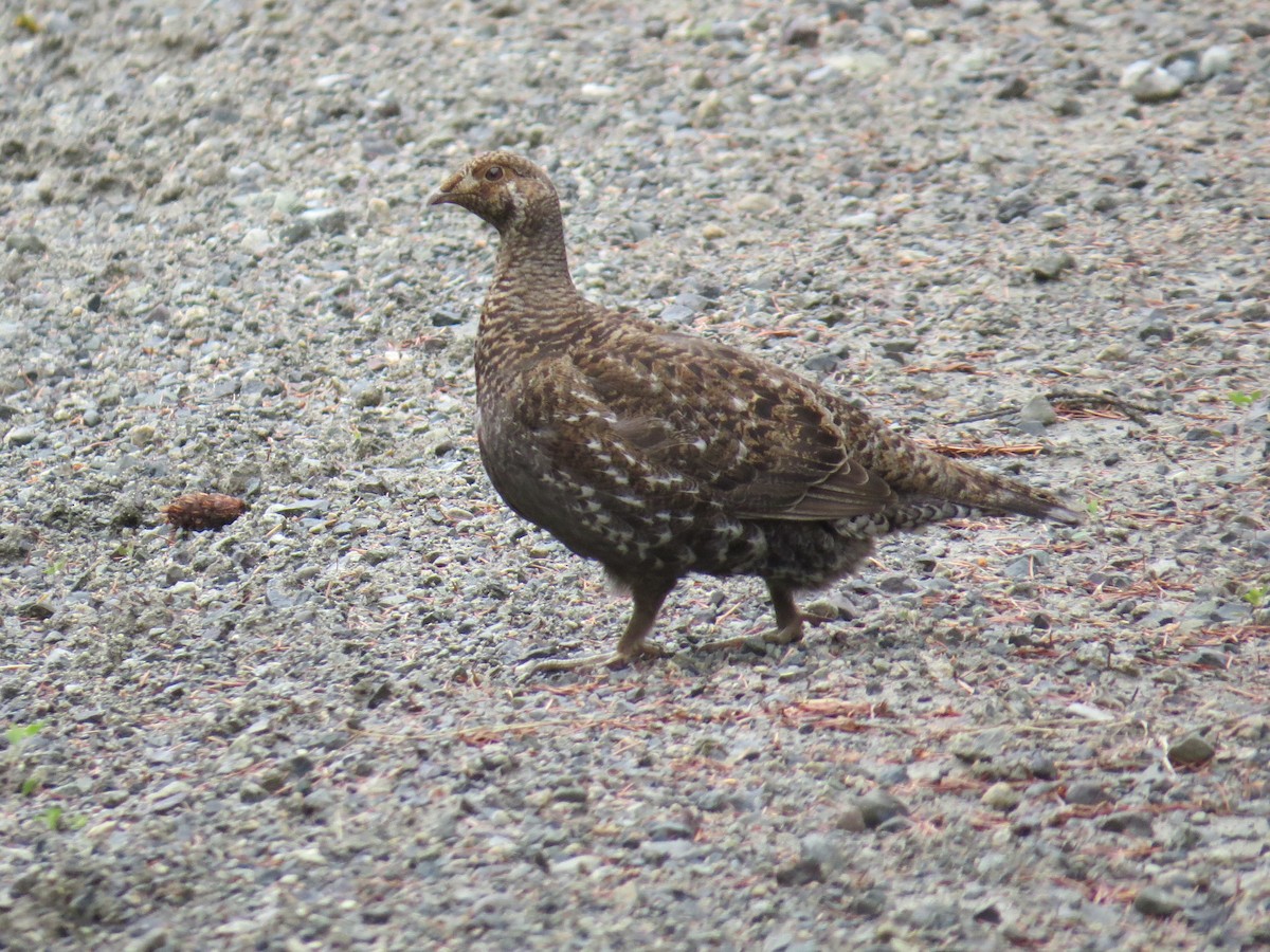Sooty Grouse - ML620465339