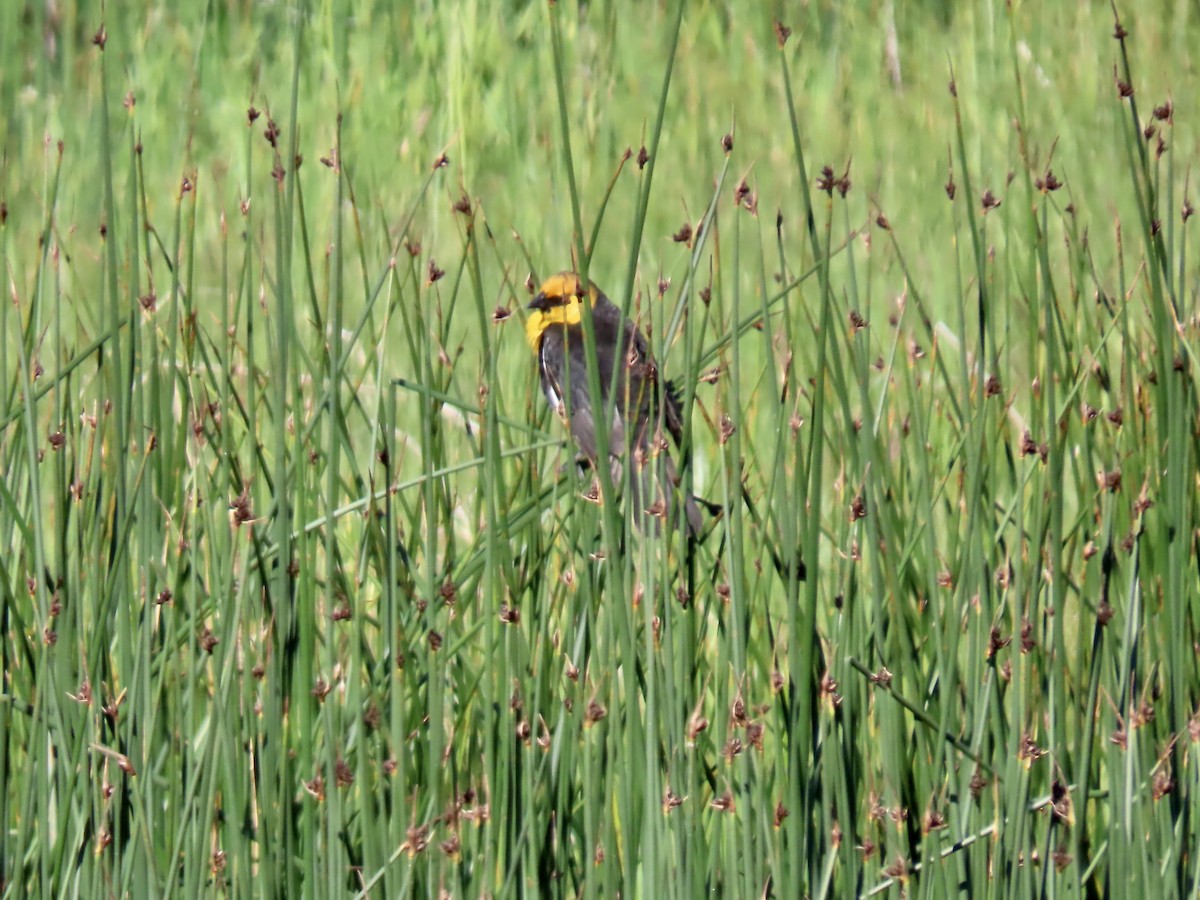 Yellow-headed Blackbird - ML620465341