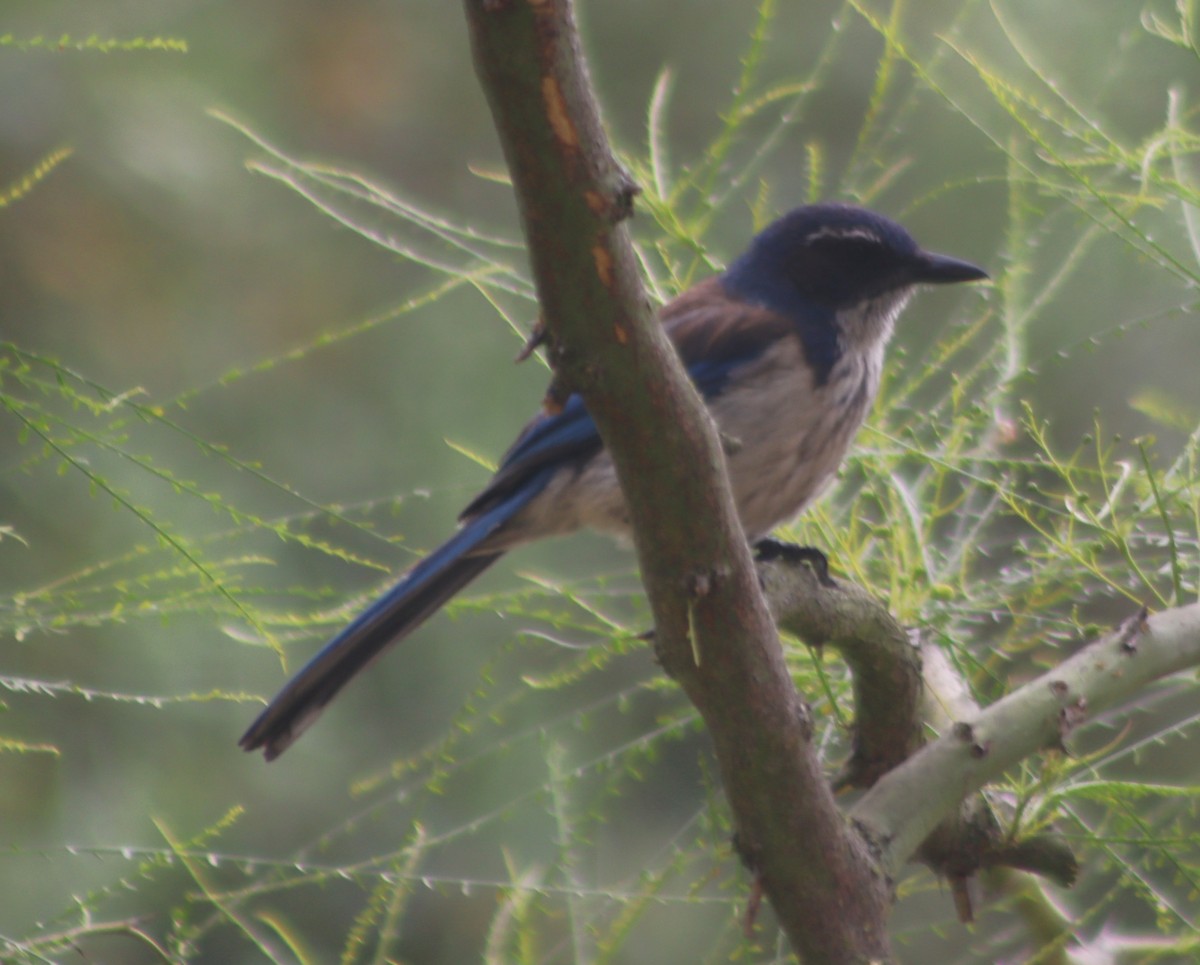 California Scrub-Jay - ML620465343