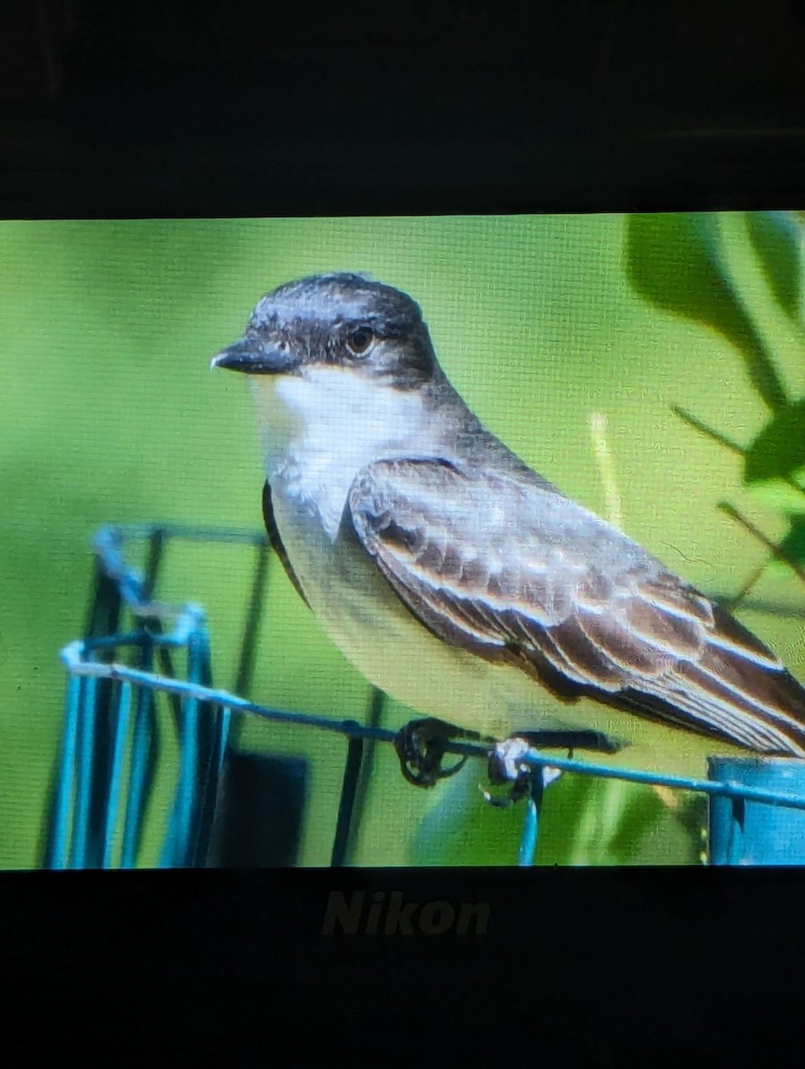 Eastern Kingbird - ML620465354