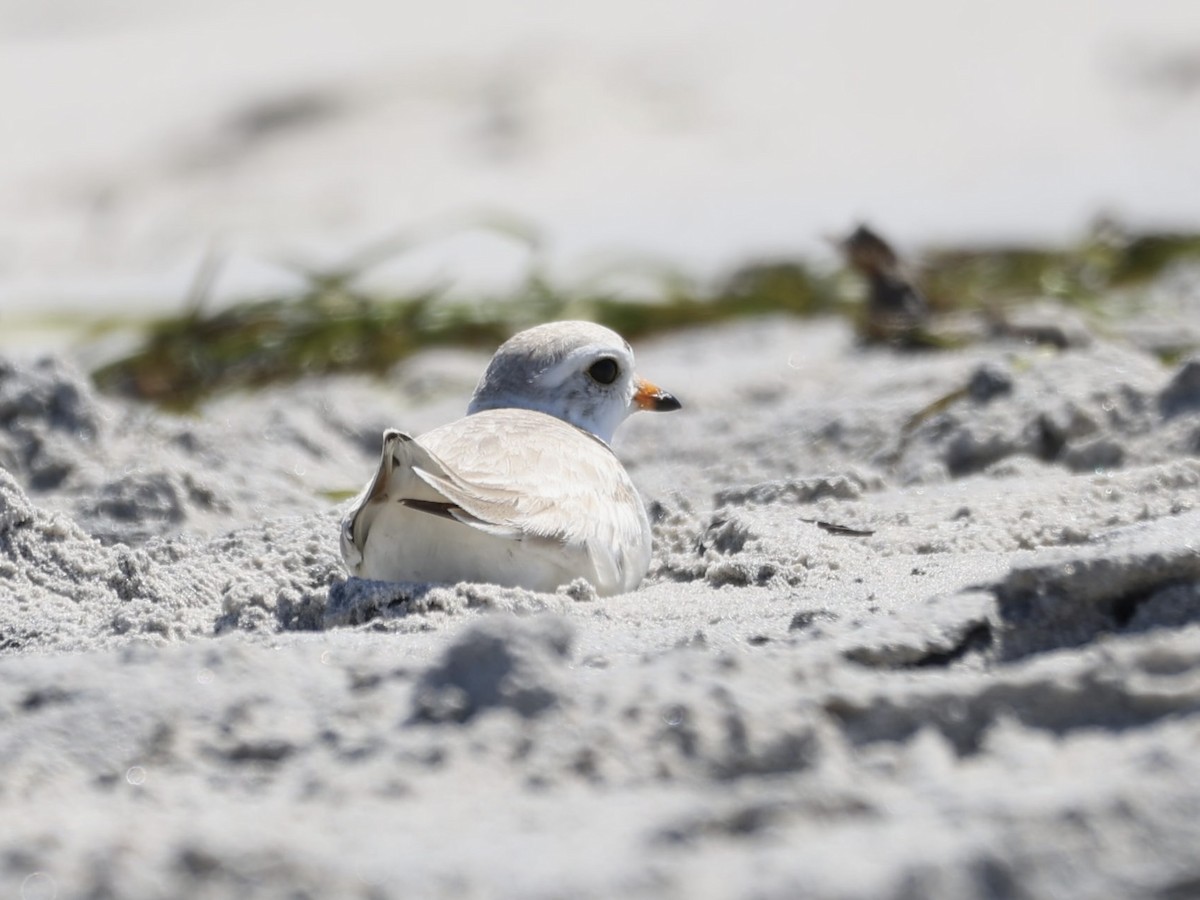 Piping Plover - ML620465355