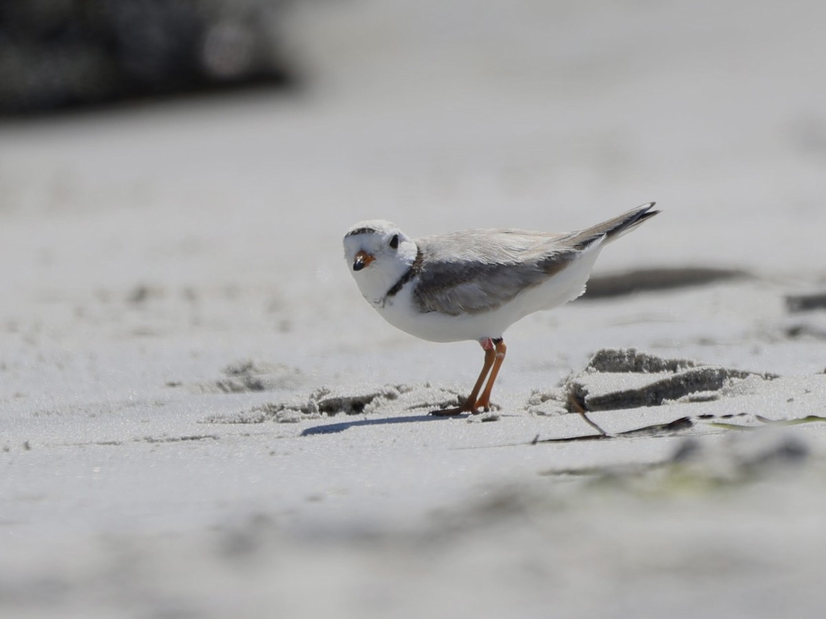 Piping Plover - ML620465358