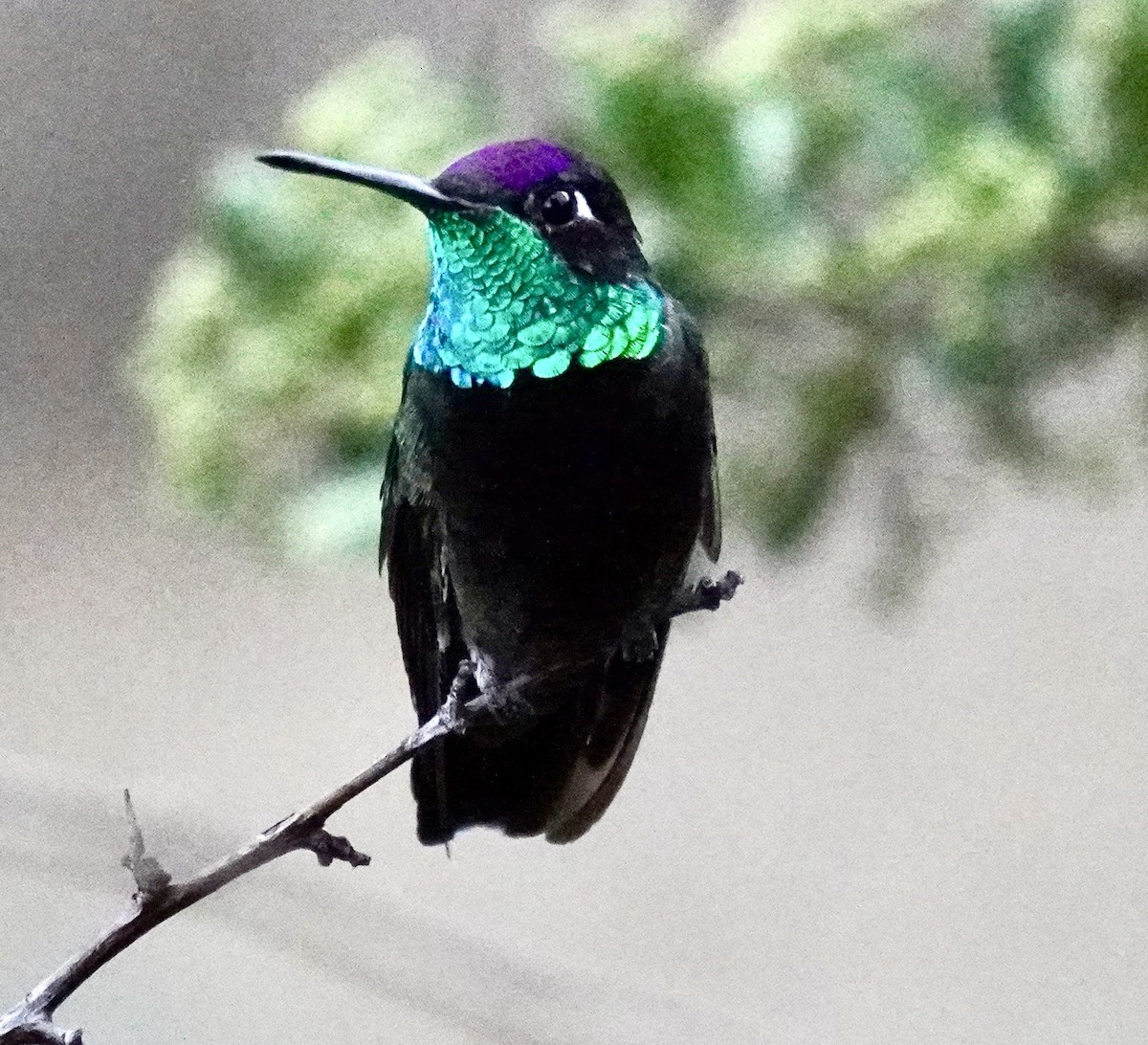 Rivoli's Hummingbird - Brian Elliott