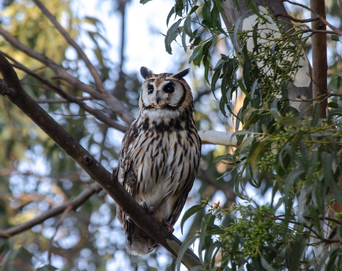 Striped Owl - Iván Eroles