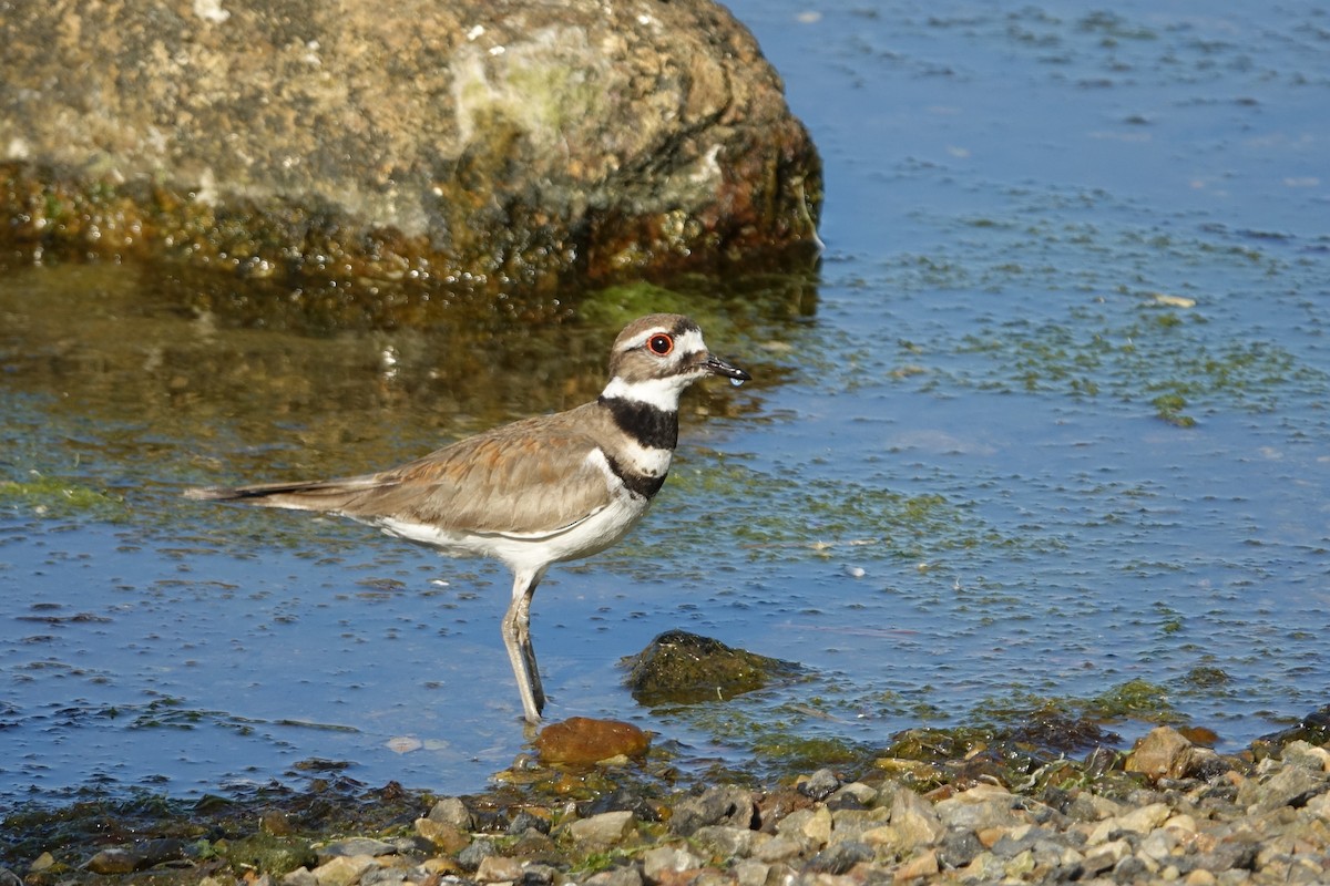 Killdeer - ML620465362