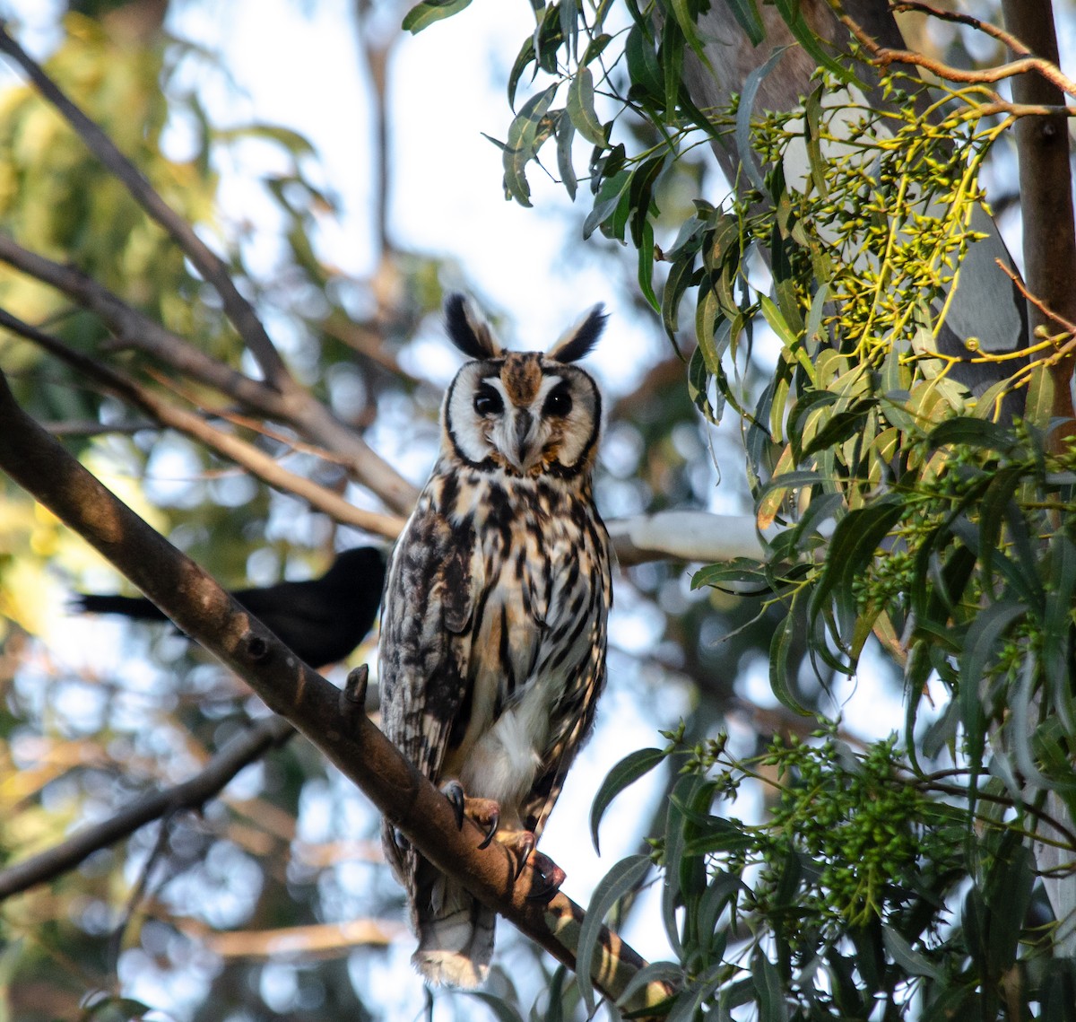 Striped Owl - ML620465364