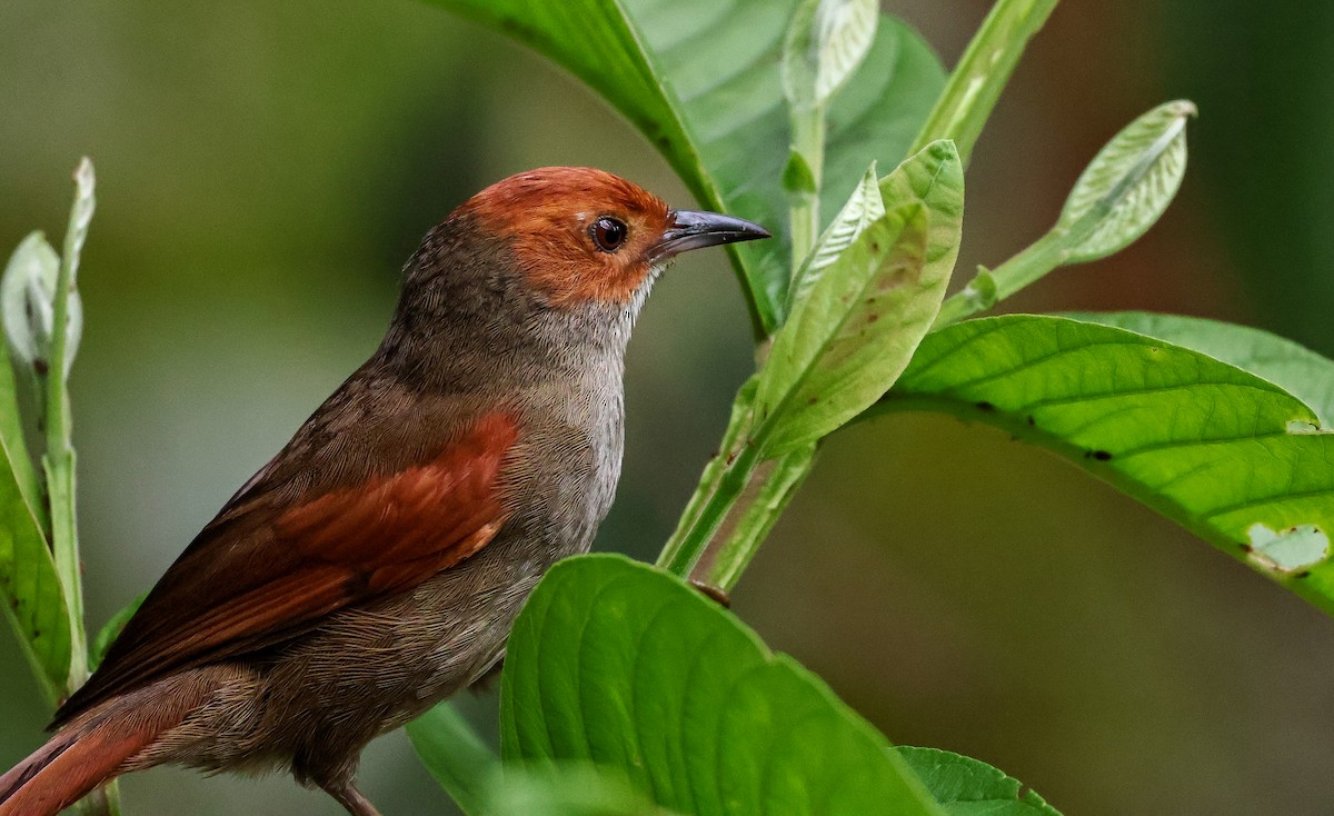 Red-faced Spinetail - ML620465367