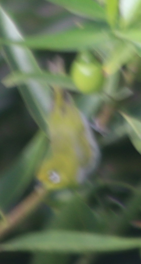 Swinhoe's White-eye - ML620465369