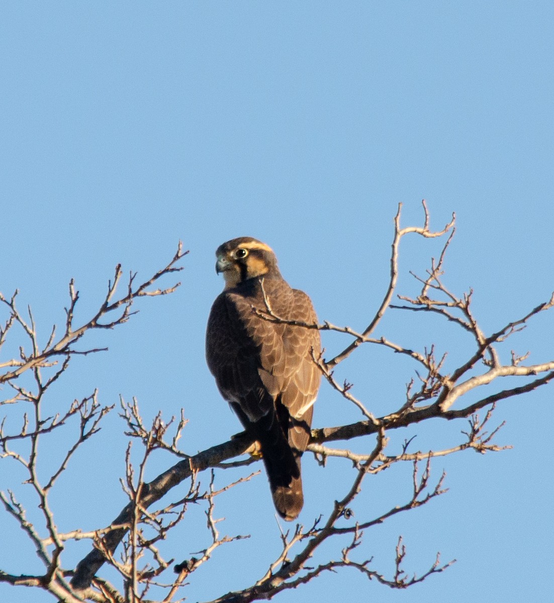 Aplomado Falcon - ML620465374