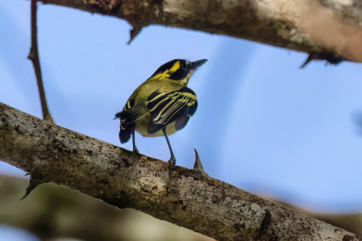 Yellow-browed Tody-Flycatcher - ML620465379