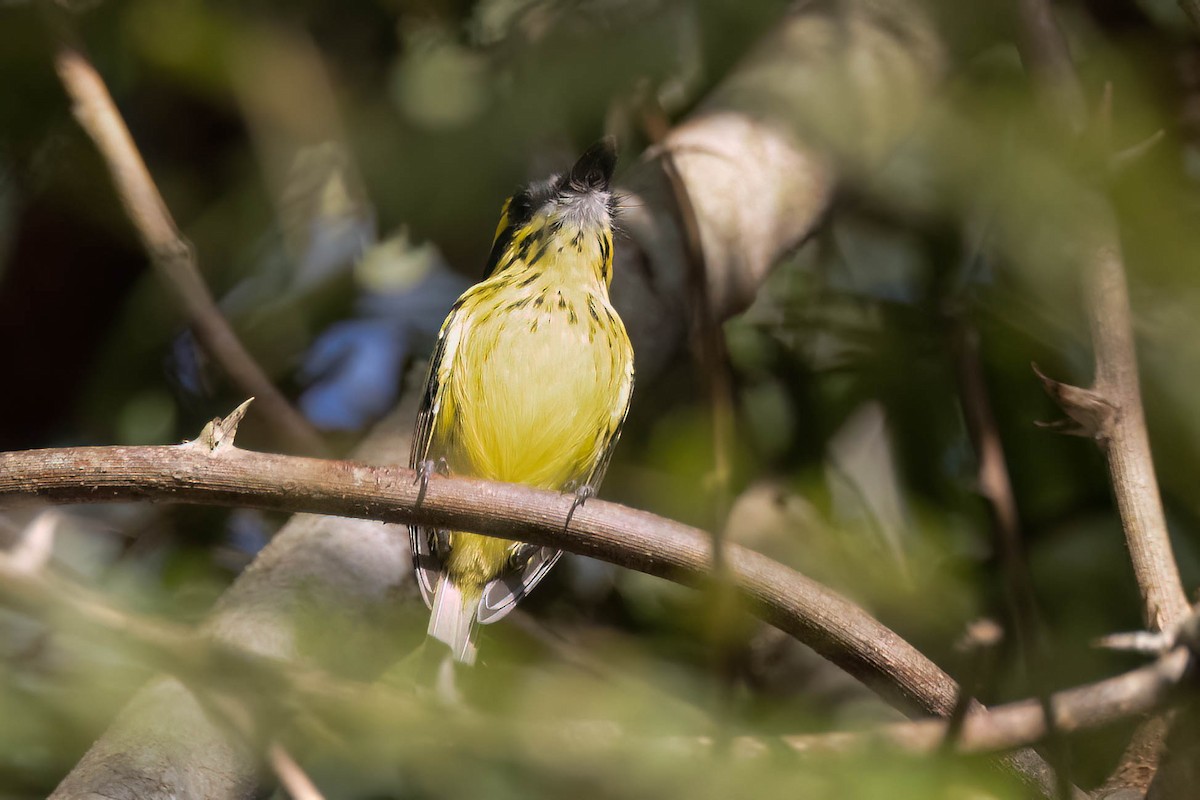 Yellow-browed Tody-Flycatcher - ML620465380