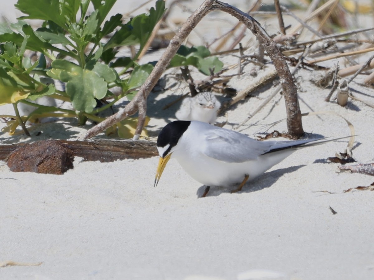 Least Tern - ML620465381