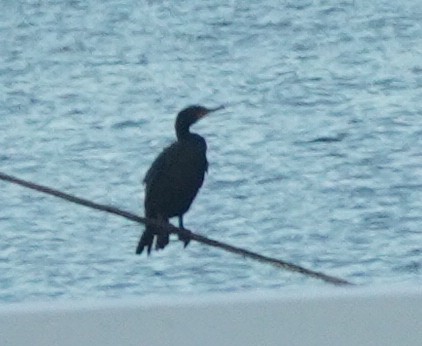 Double-crested Cormorant - ML620465401