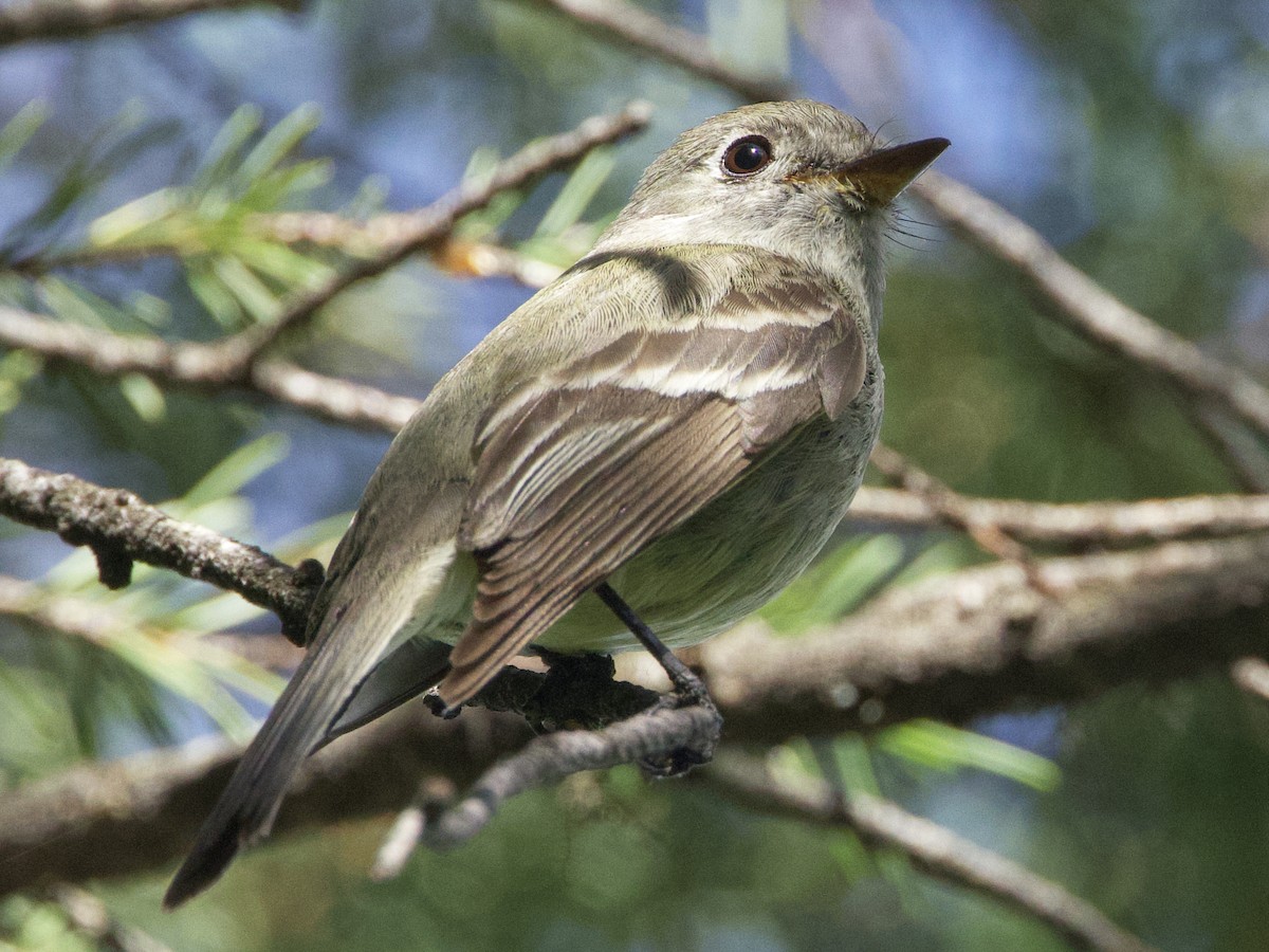 Hammond's Flycatcher - ML620465404