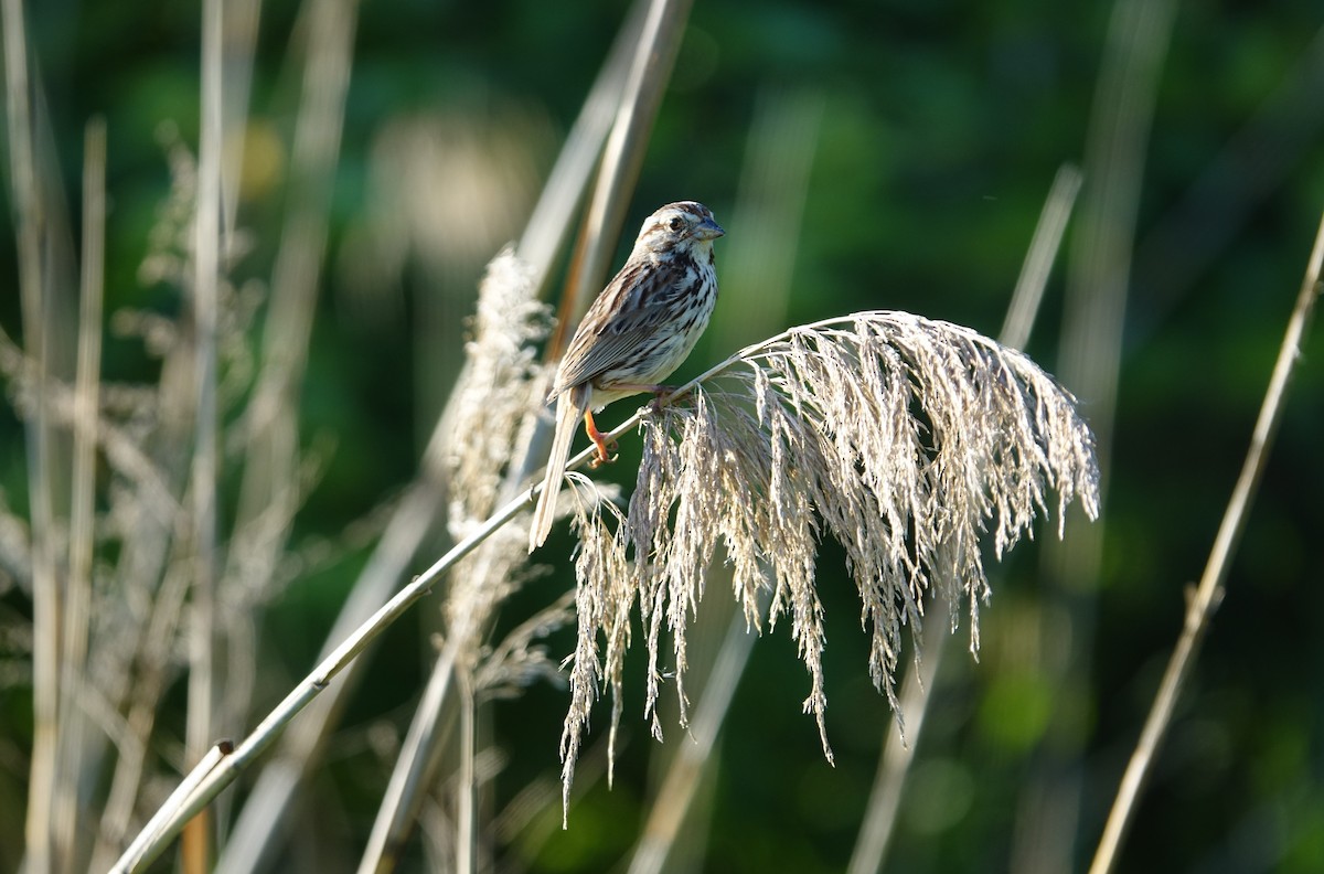 Song Sparrow - ML620465408