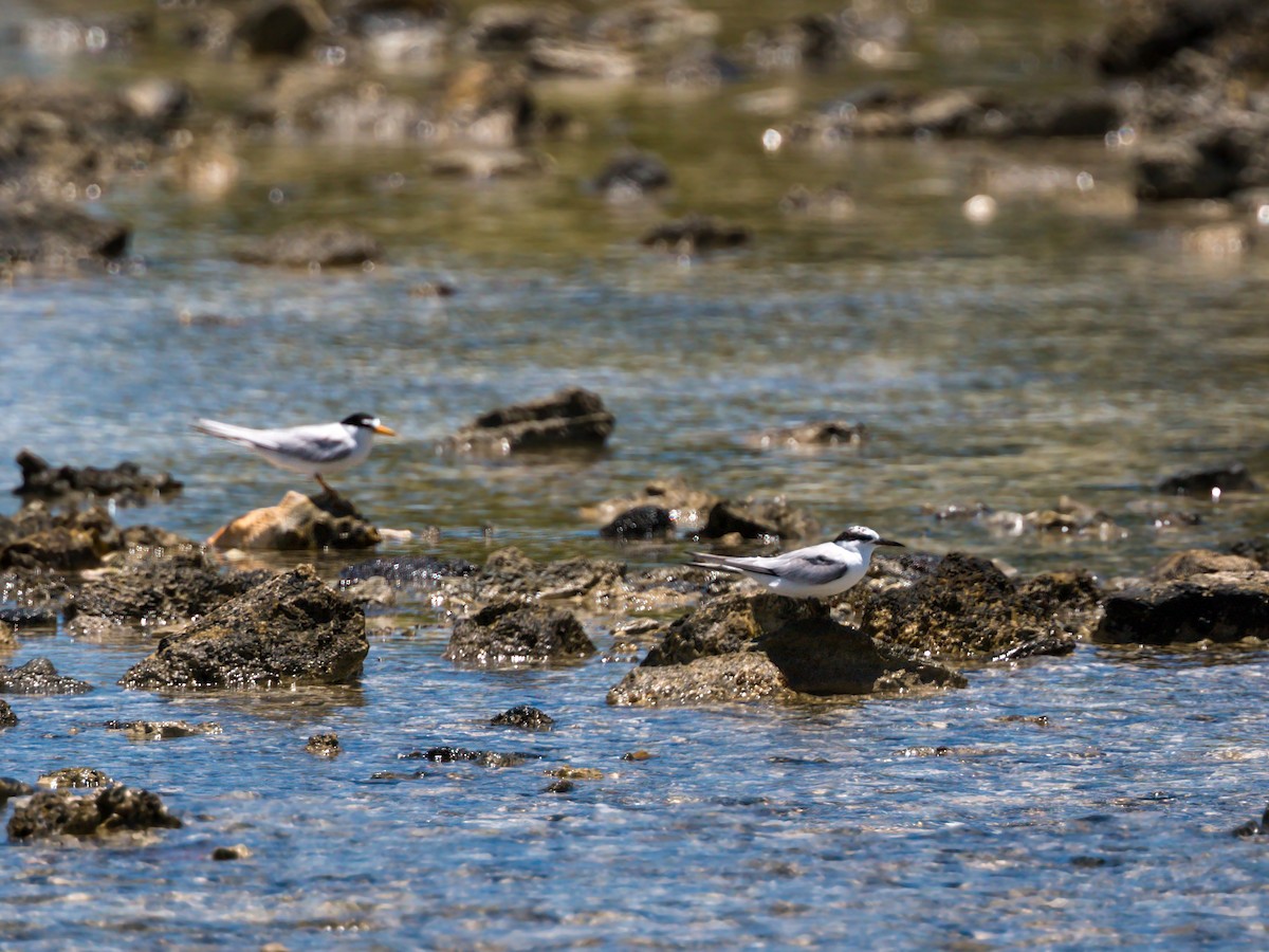 Least Tern - ML620465410