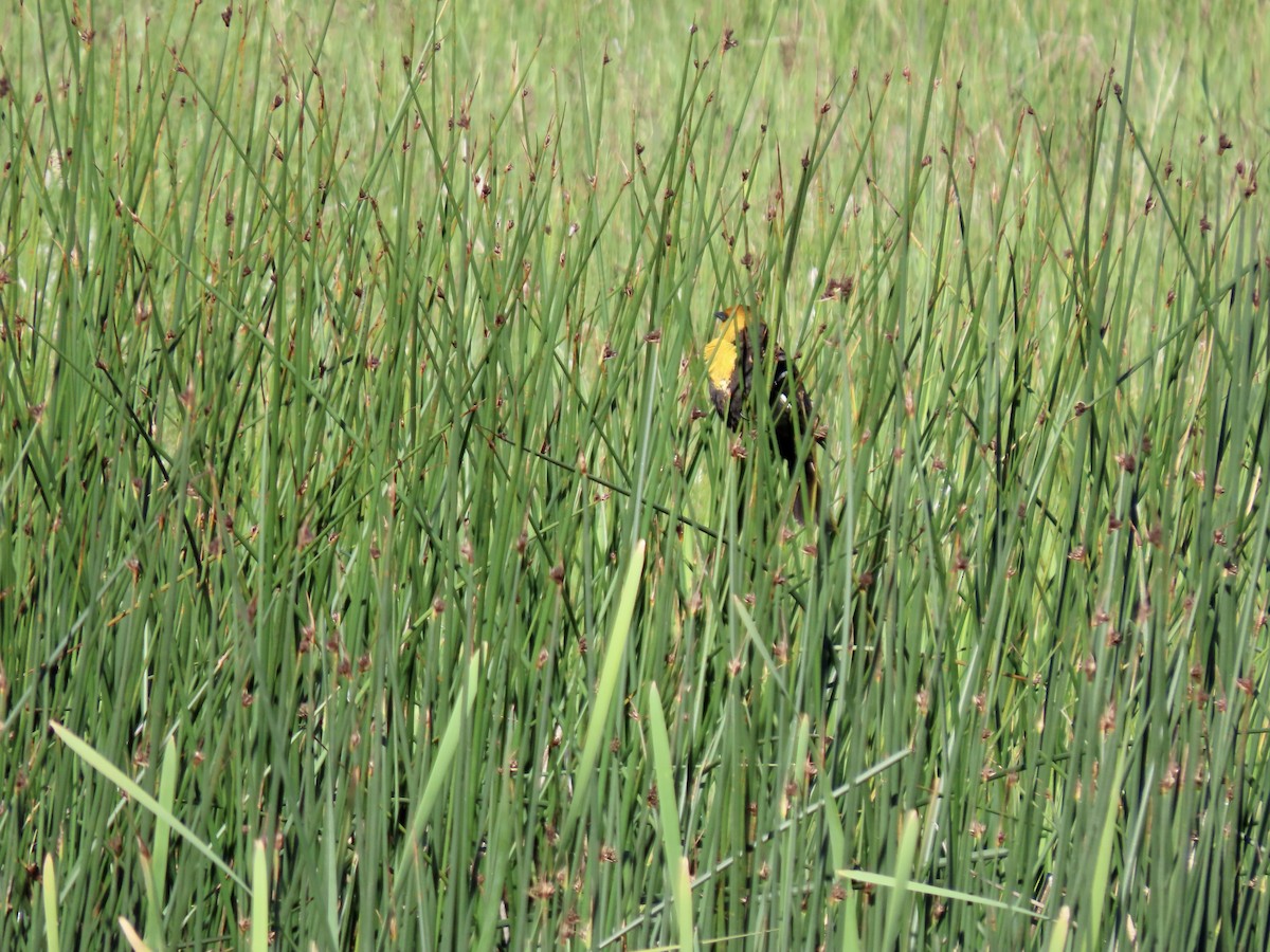 Yellow-headed Blackbird - ML620465411