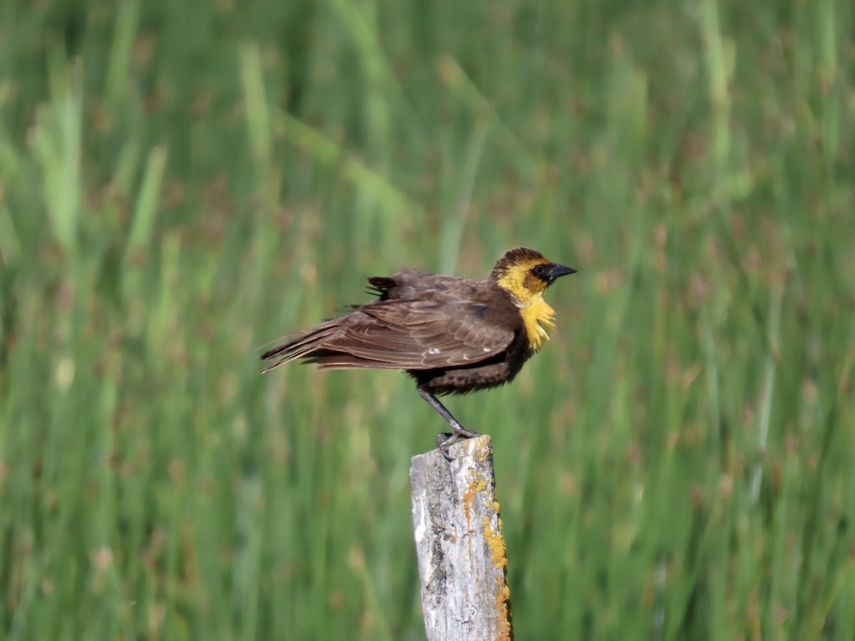 Yellow-headed Blackbird - ML620465412