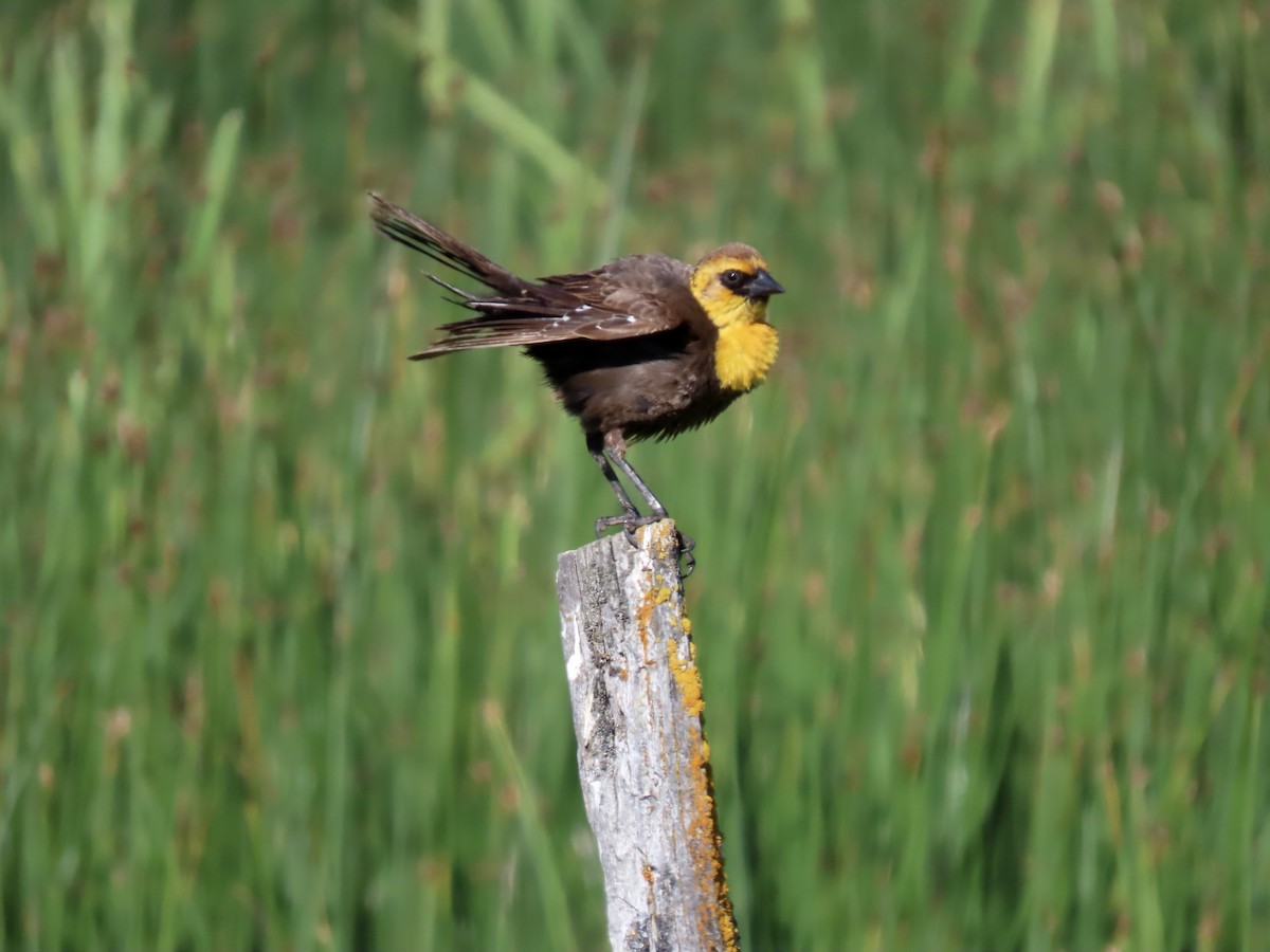 Yellow-headed Blackbird - ML620465413