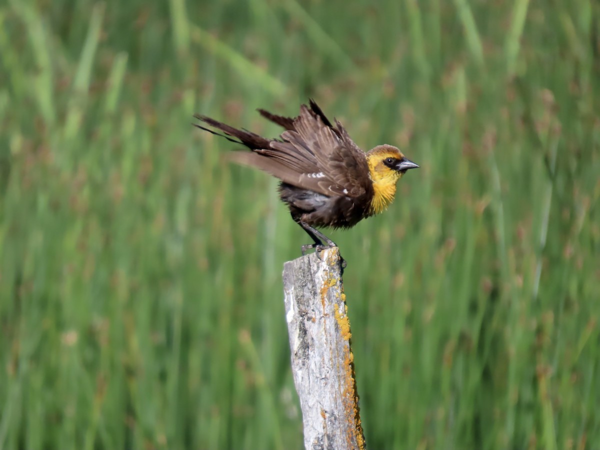 Yellow-headed Blackbird - ML620465414