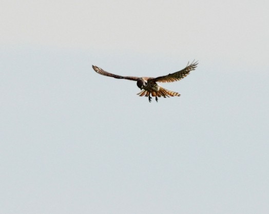 American Kestrel - ML620465417