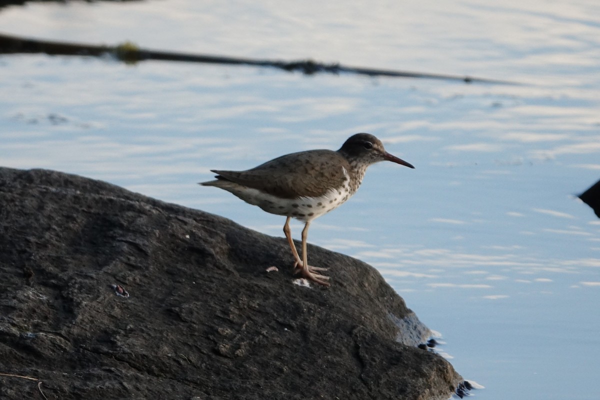 Spotted Sandpiper - ML620465418