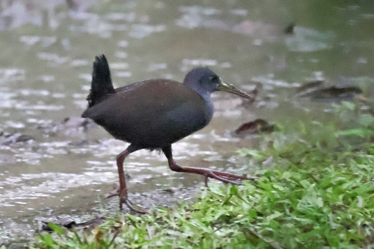 Blackish Rail - ML620465422