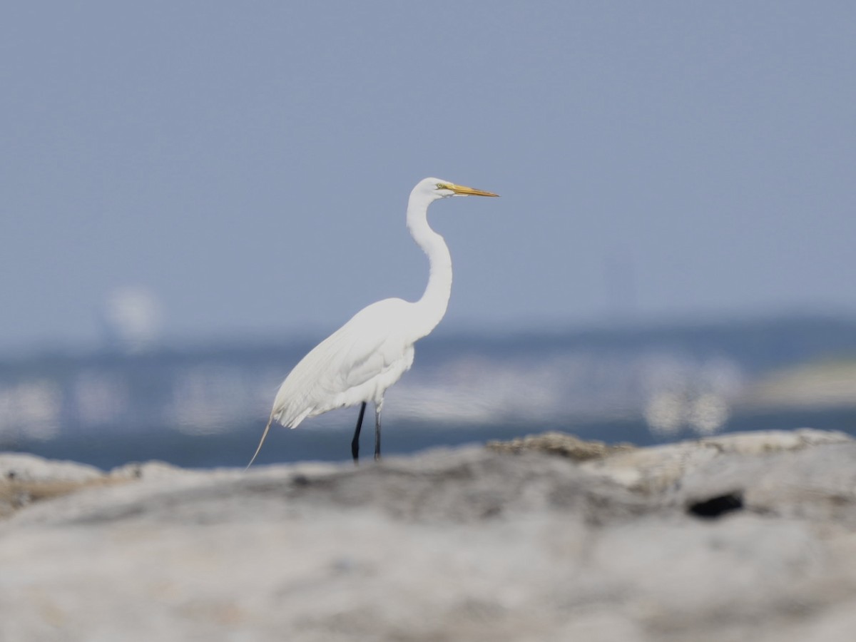 Great Egret - ML620465431