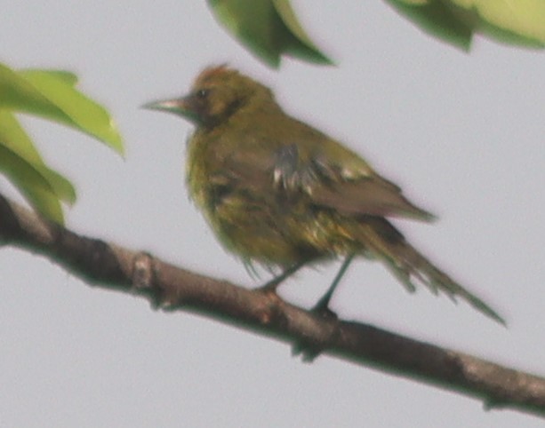 Orange-crowned Warbler - ML620465433