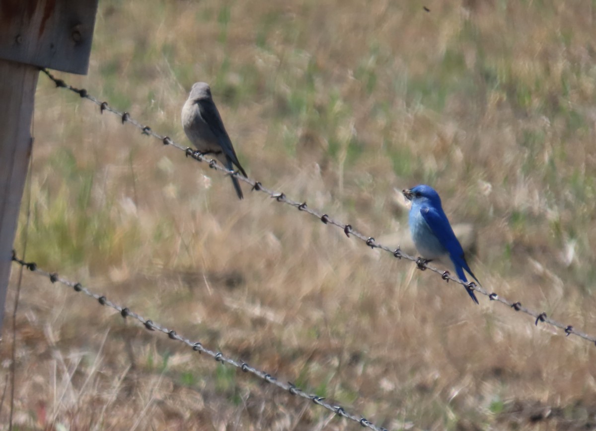 Mountain Bluebird - ML620465442