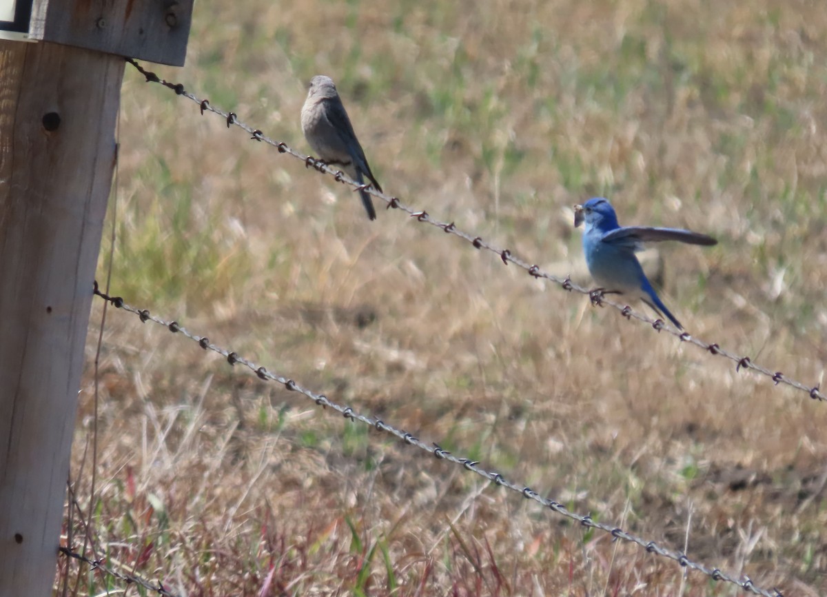 Mountain Bluebird - ML620465443