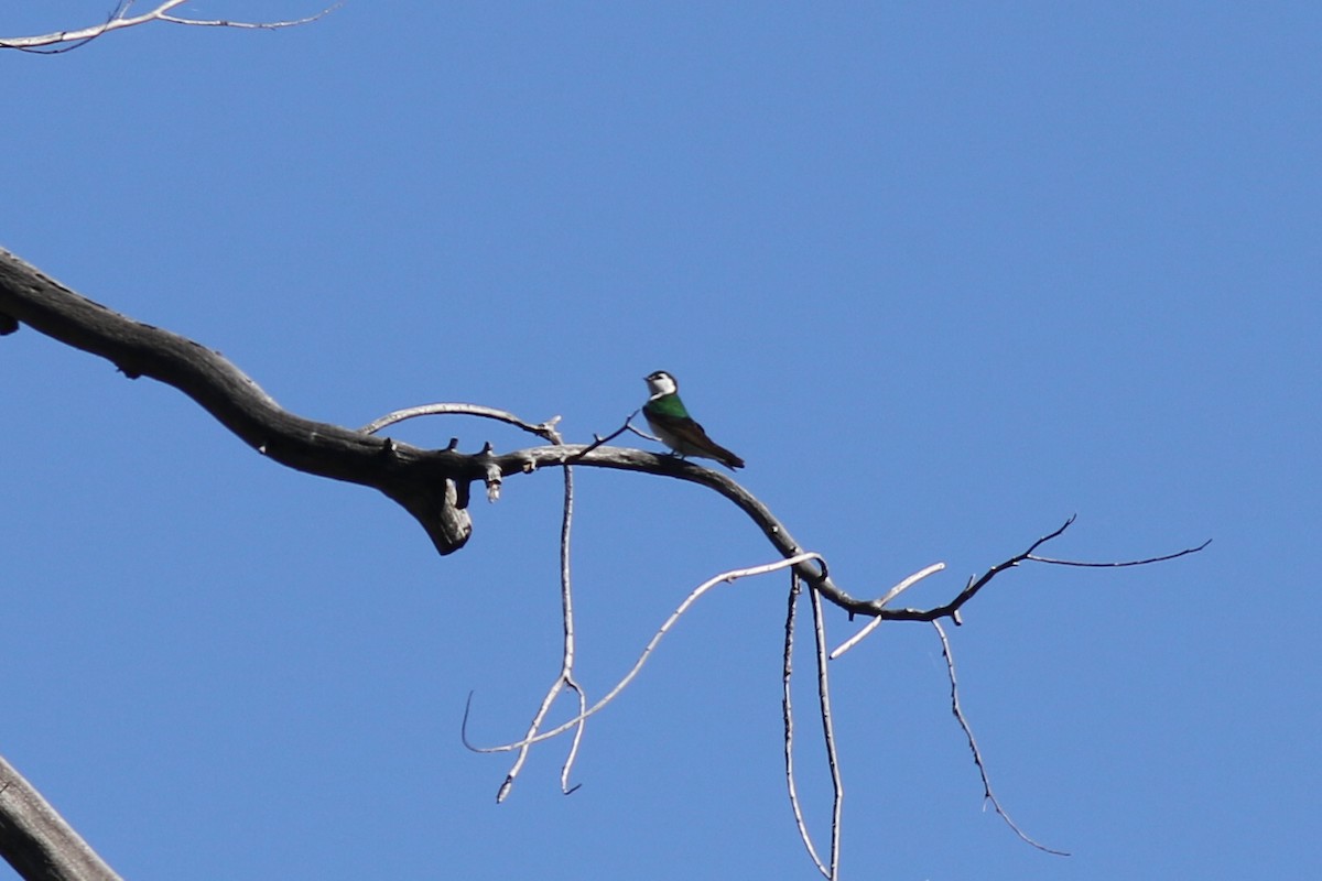 Violet-green Swallow - ML620465444