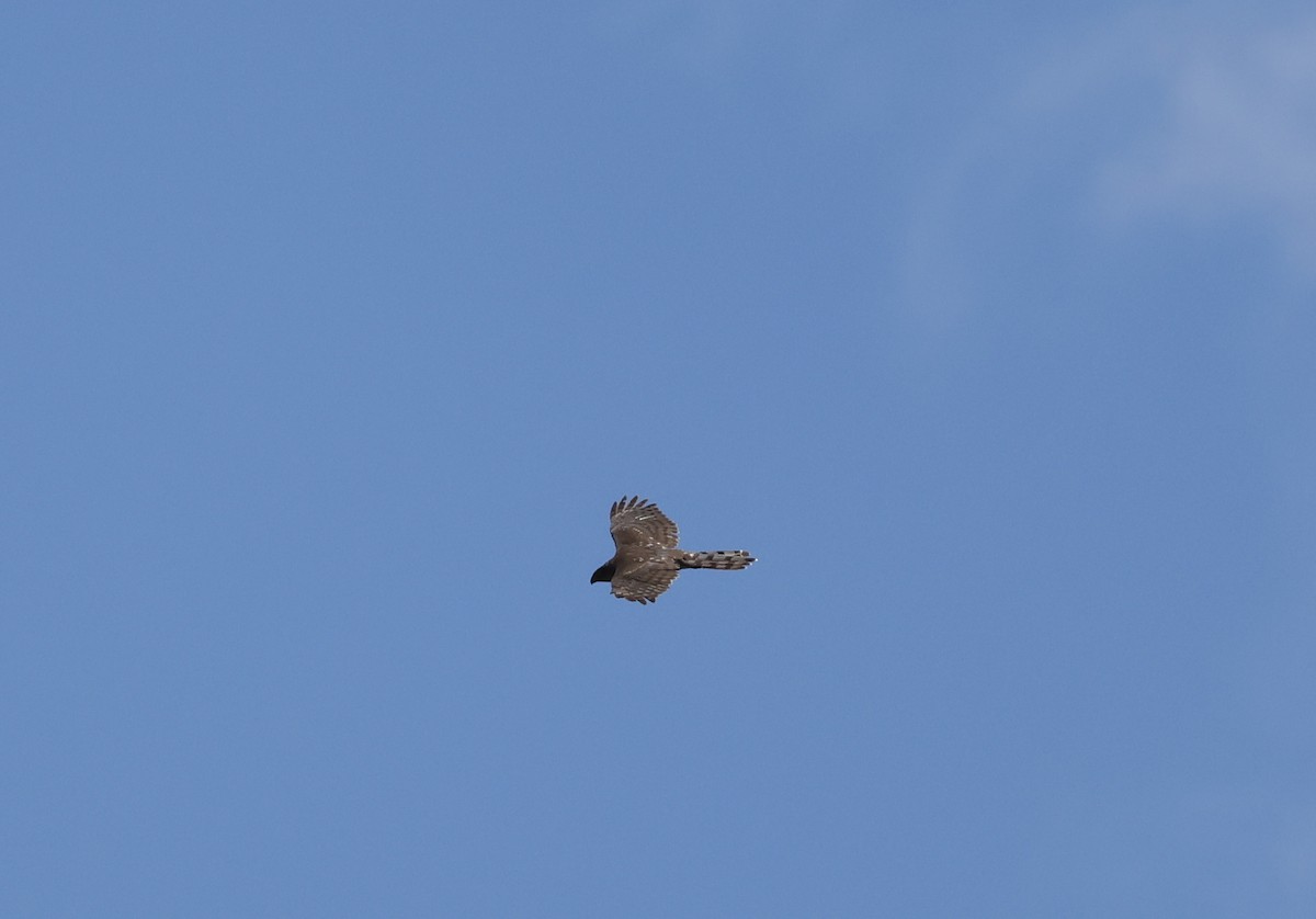 Cooper's Hawk - ML620465446