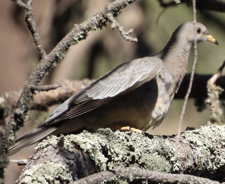 Band-tailed Pigeon - ML620465449