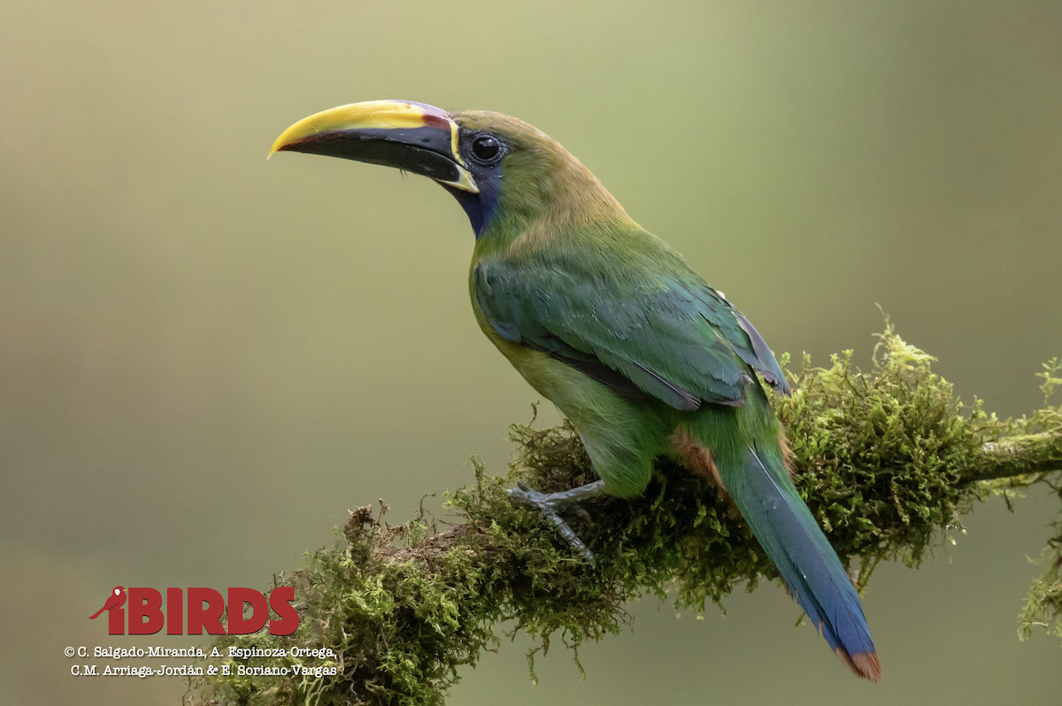 Northern Emerald-Toucanet - ML620465457