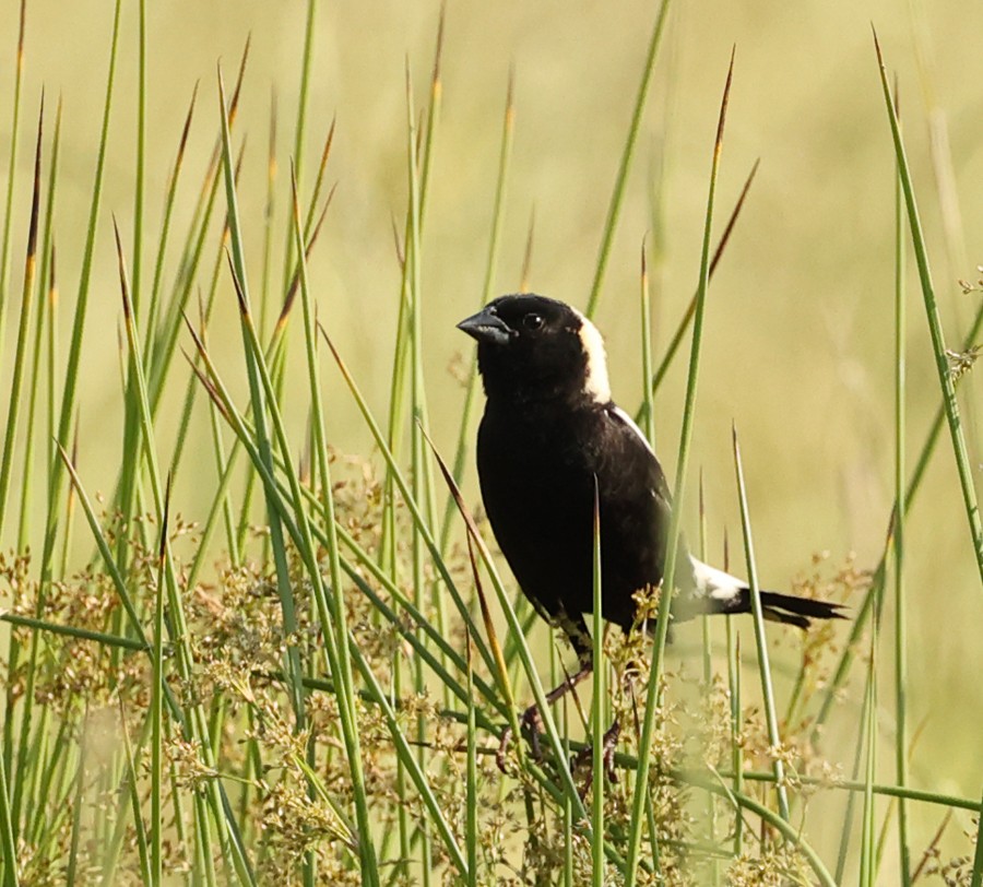 Bobolink - ML620465468